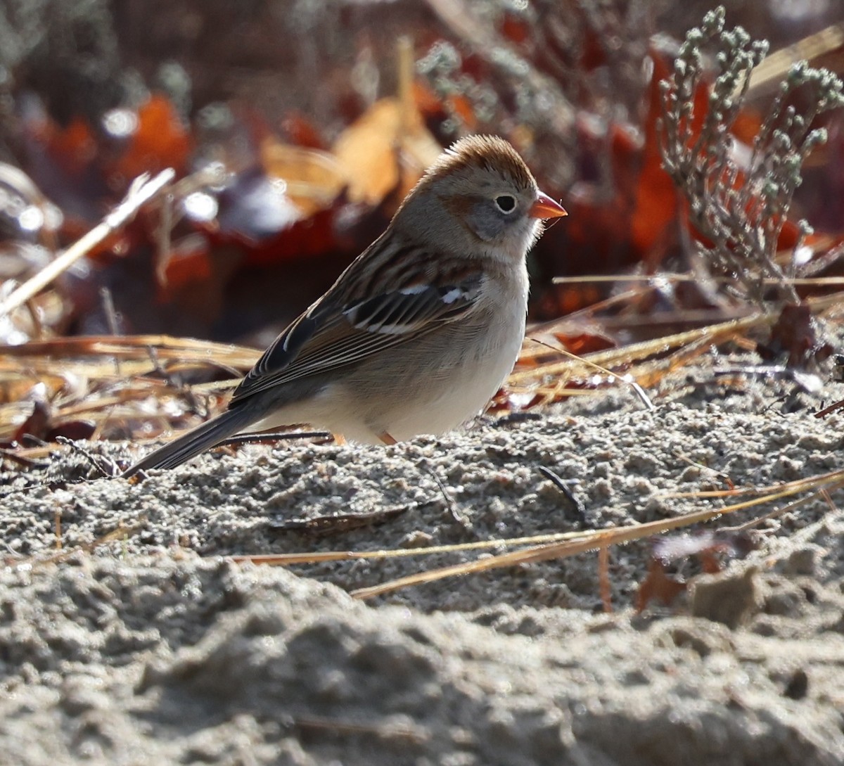 Field Sparrow - burton balkind
