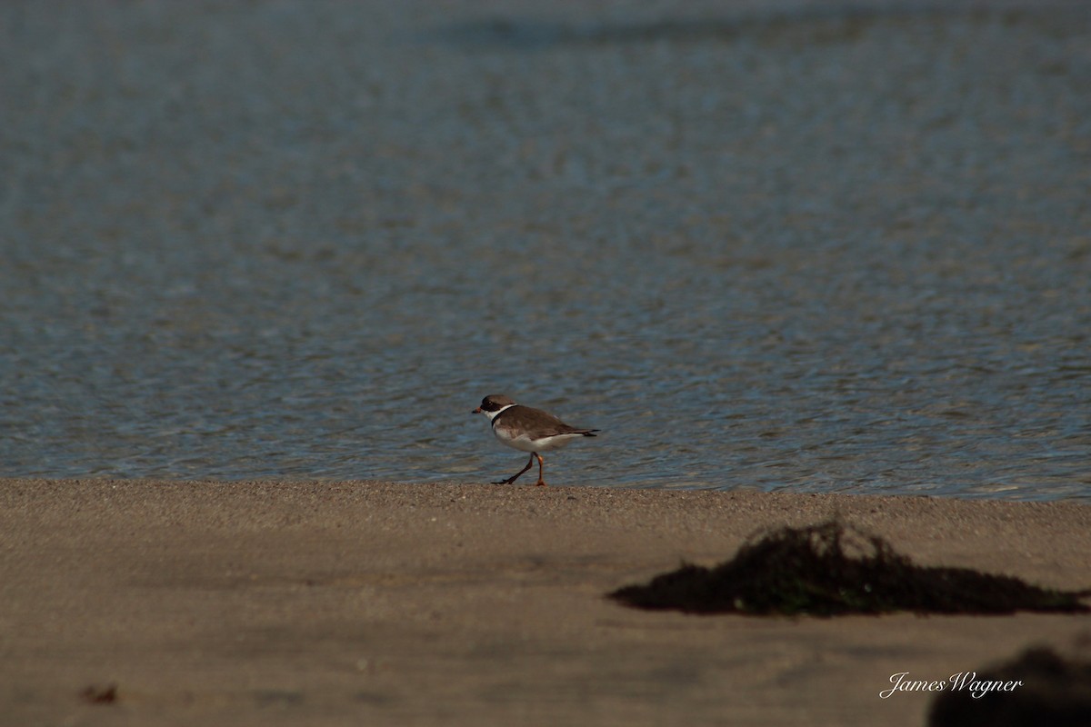 Semipalmated Plover - ML618536305