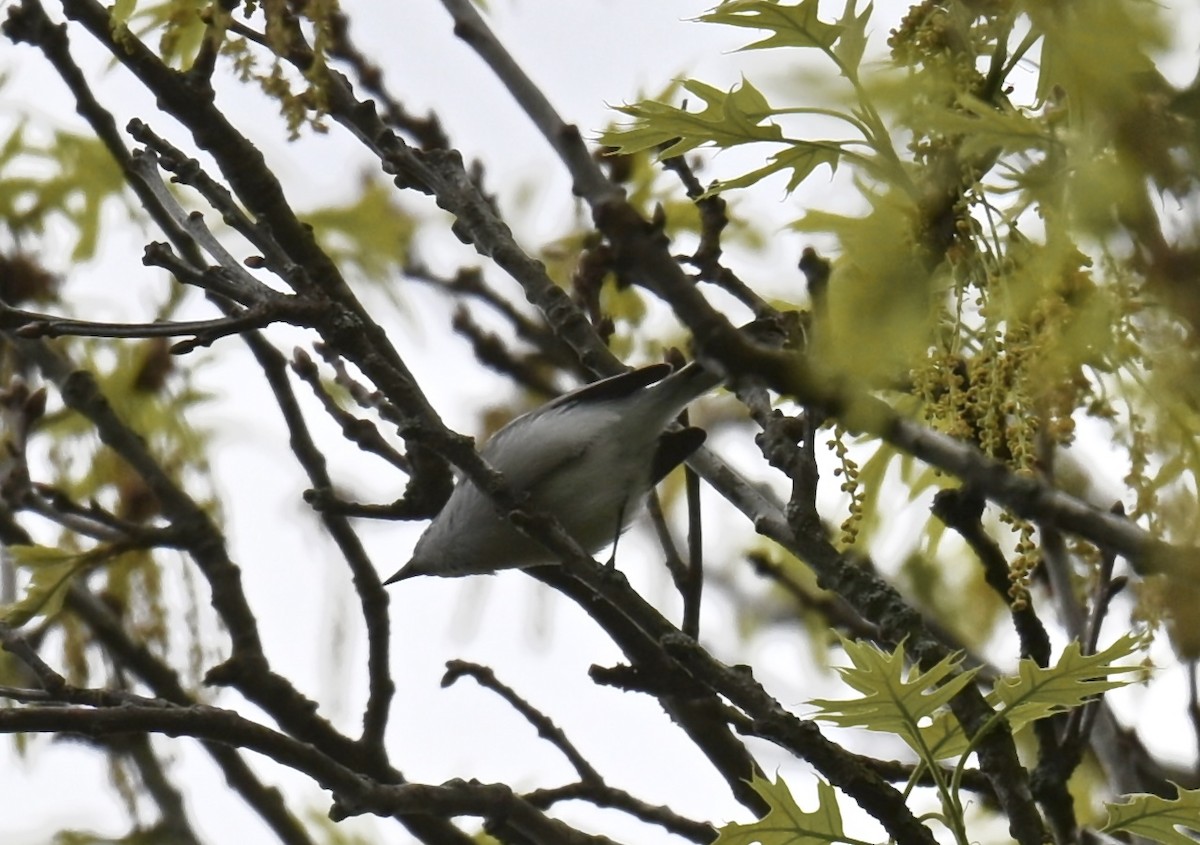 Blue-gray Gnatcatcher - Nui Moreland