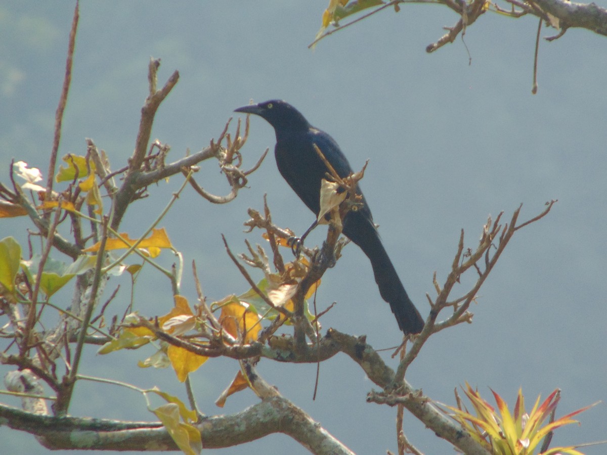 Great-tailed Grackle - ML618536323