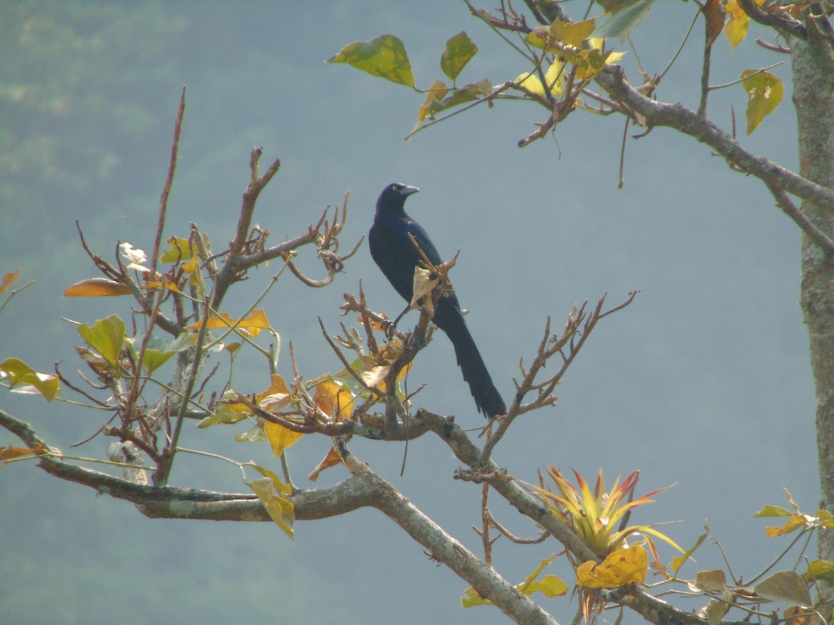Great-tailed Grackle - ML618536325