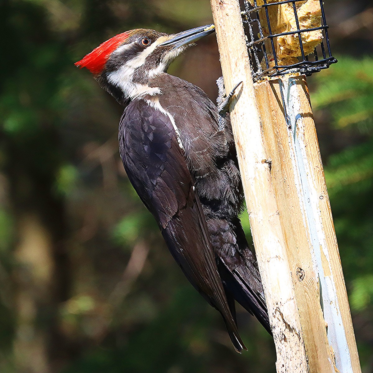 Pileated Woodpecker - ML618536353