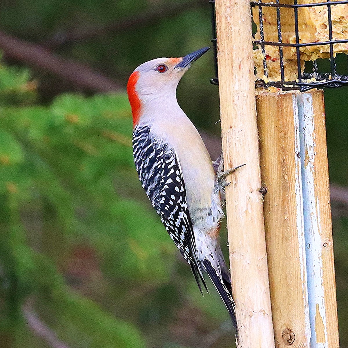 Red-bellied Woodpecker - ML618536360