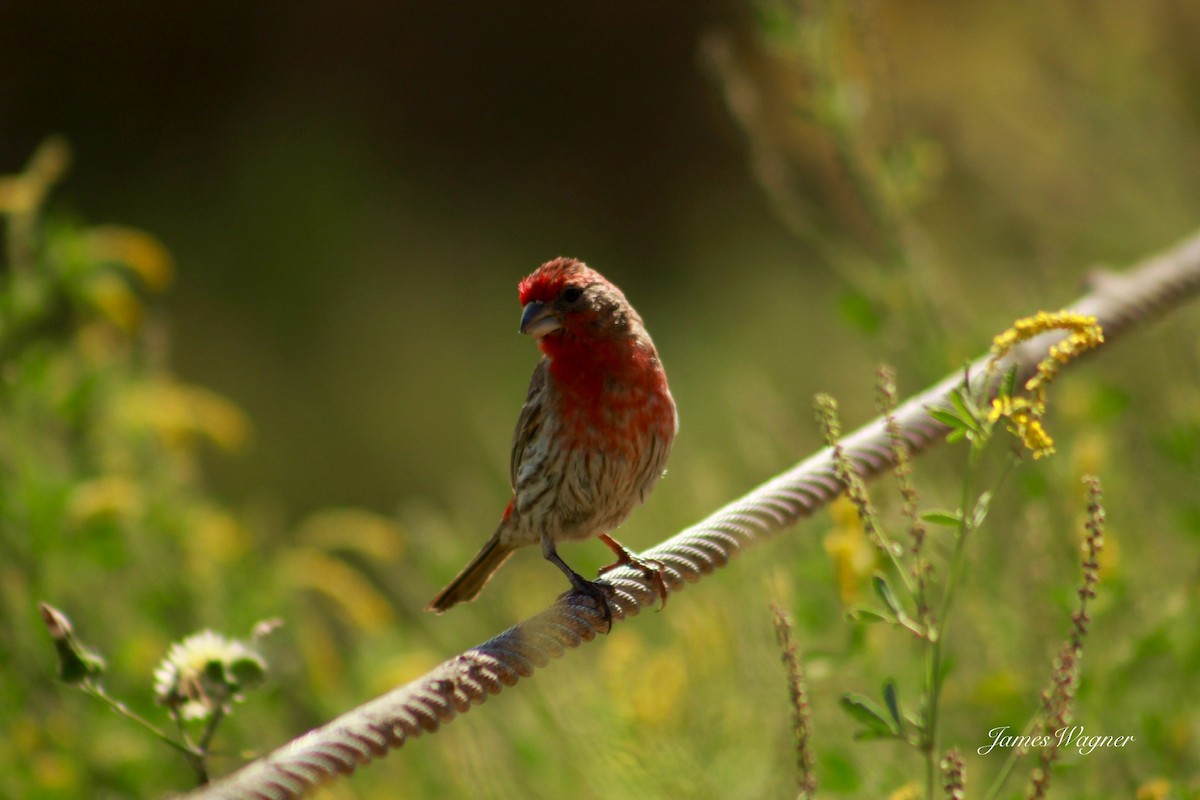 House Finch - James Wagner