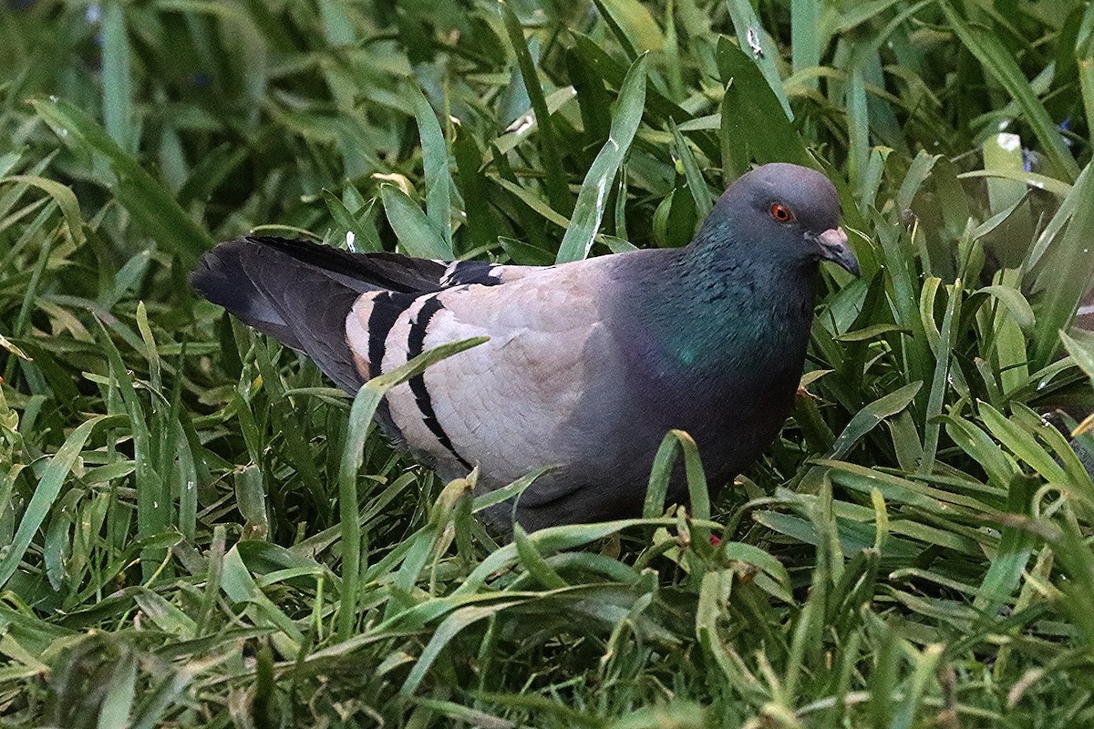 Rock Pigeon (Feral Pigeon) - ML618536379