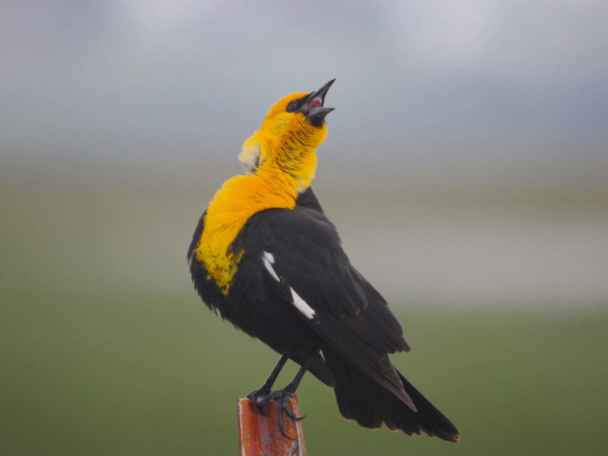 Yellow-headed Blackbird - ML618536386