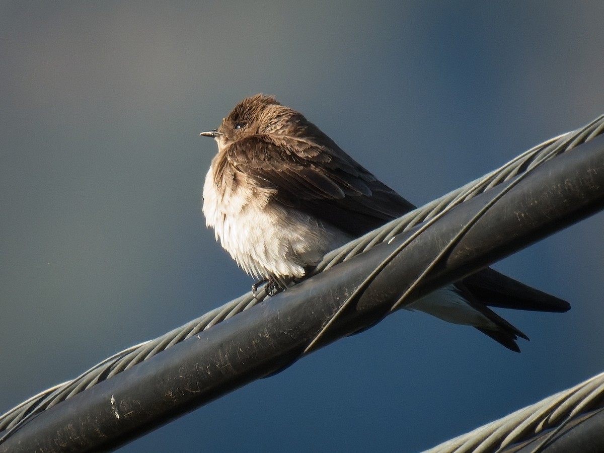 Northern Rough-winged Swallow - ML618536394