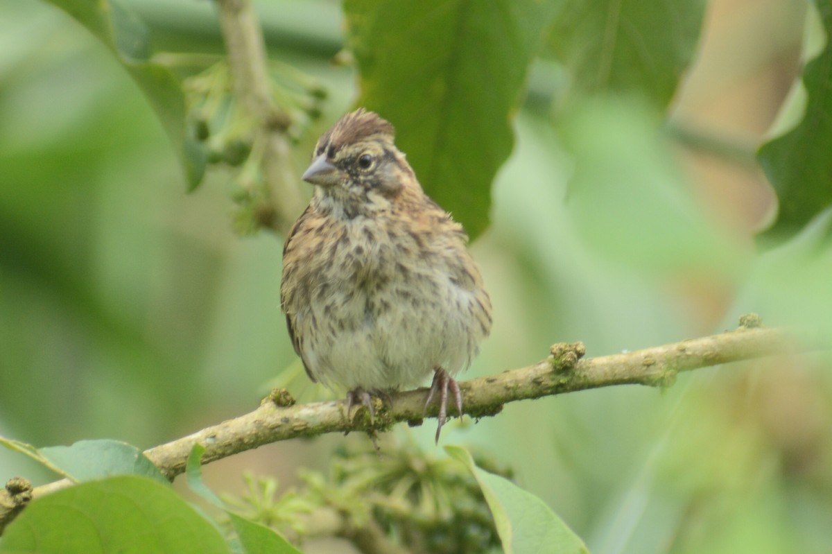 Rufous-collared Sparrow - ML618536395