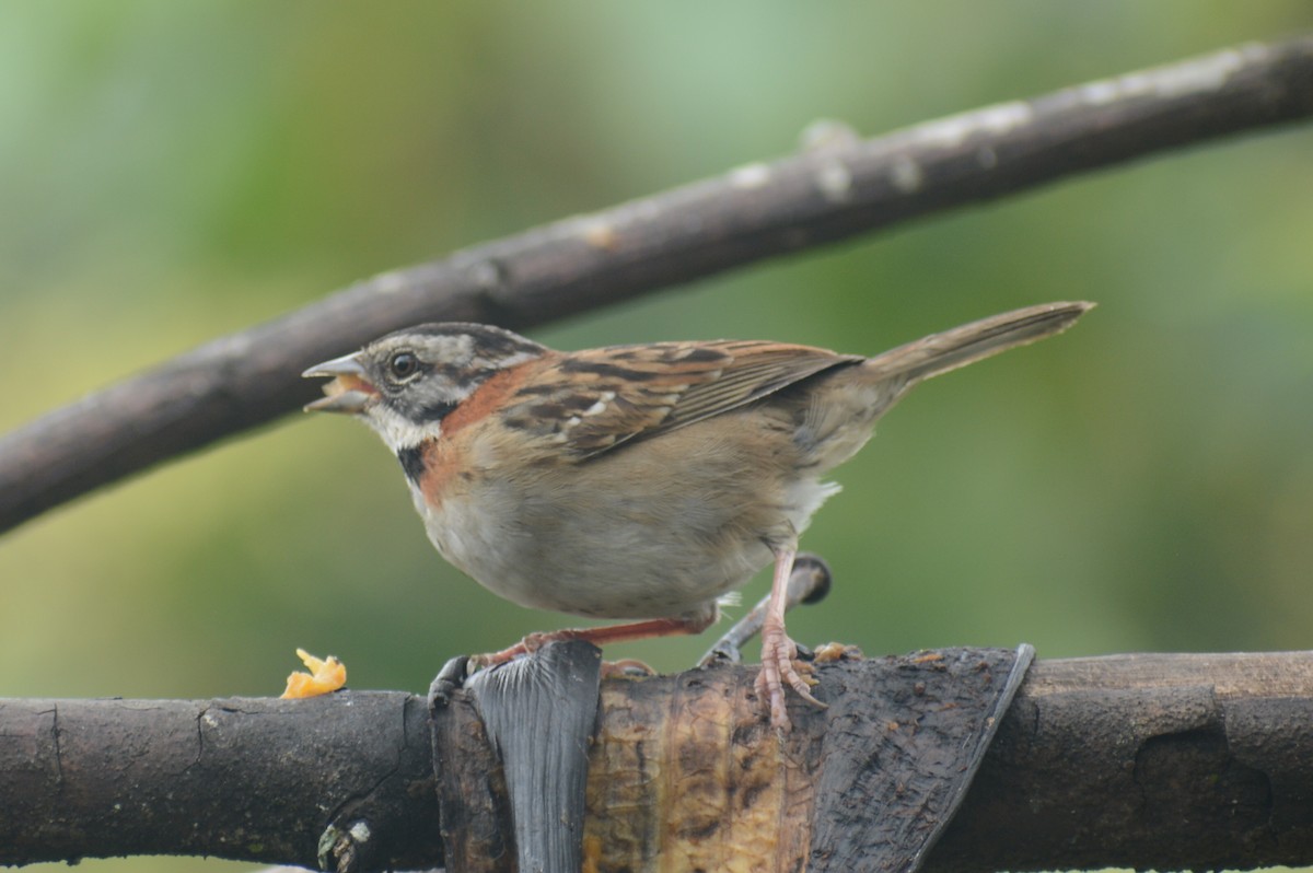 Rufous-collared Sparrow - Diego Piñán