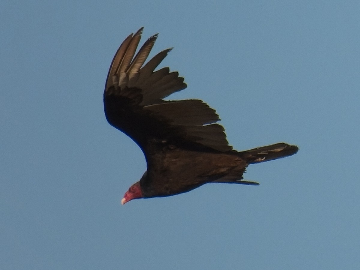 Turkey Vulture - ML618536398