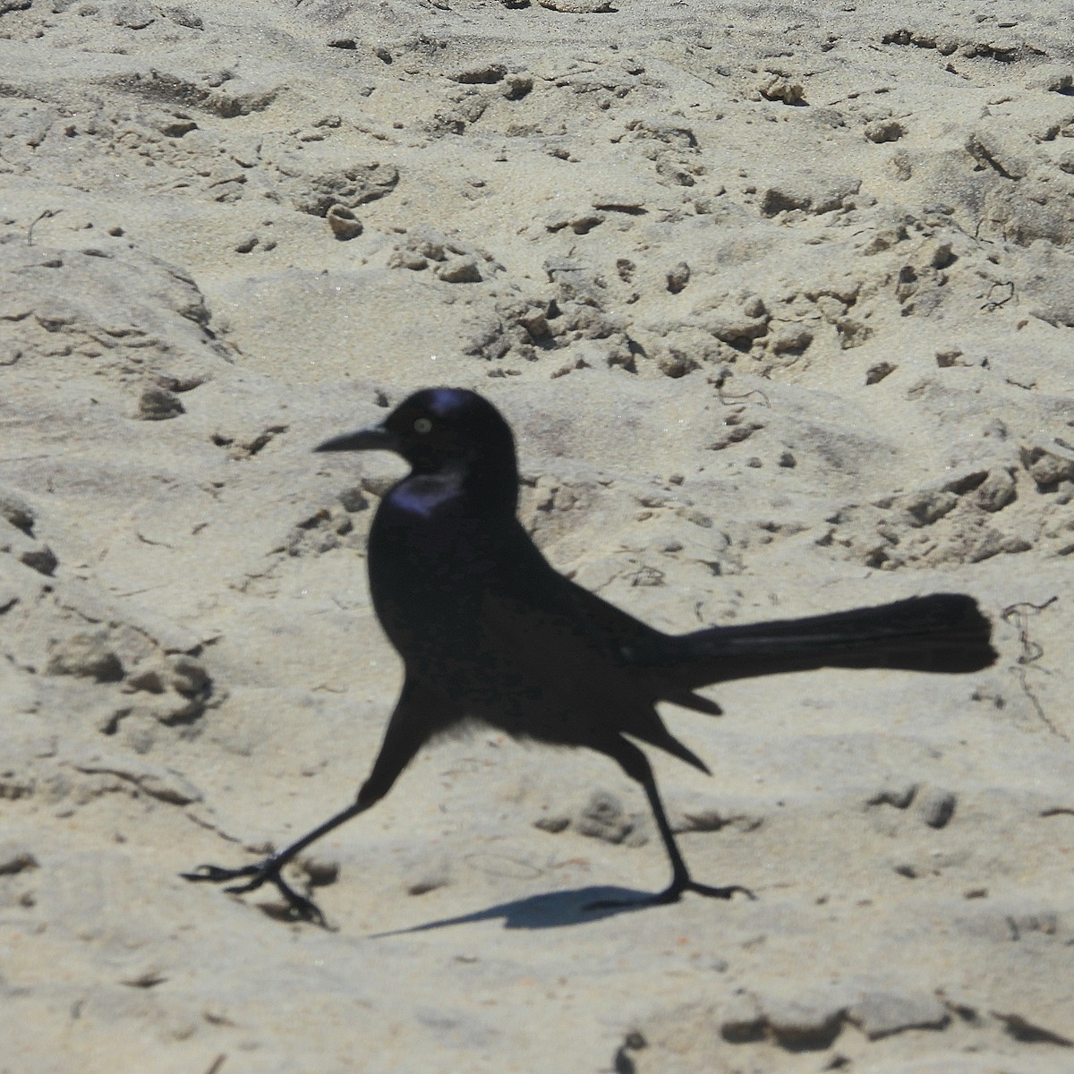 Boat-tailed Grackle - ML618536400