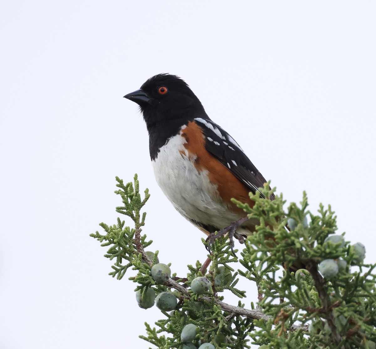 Spotted Towhee - ML618536421