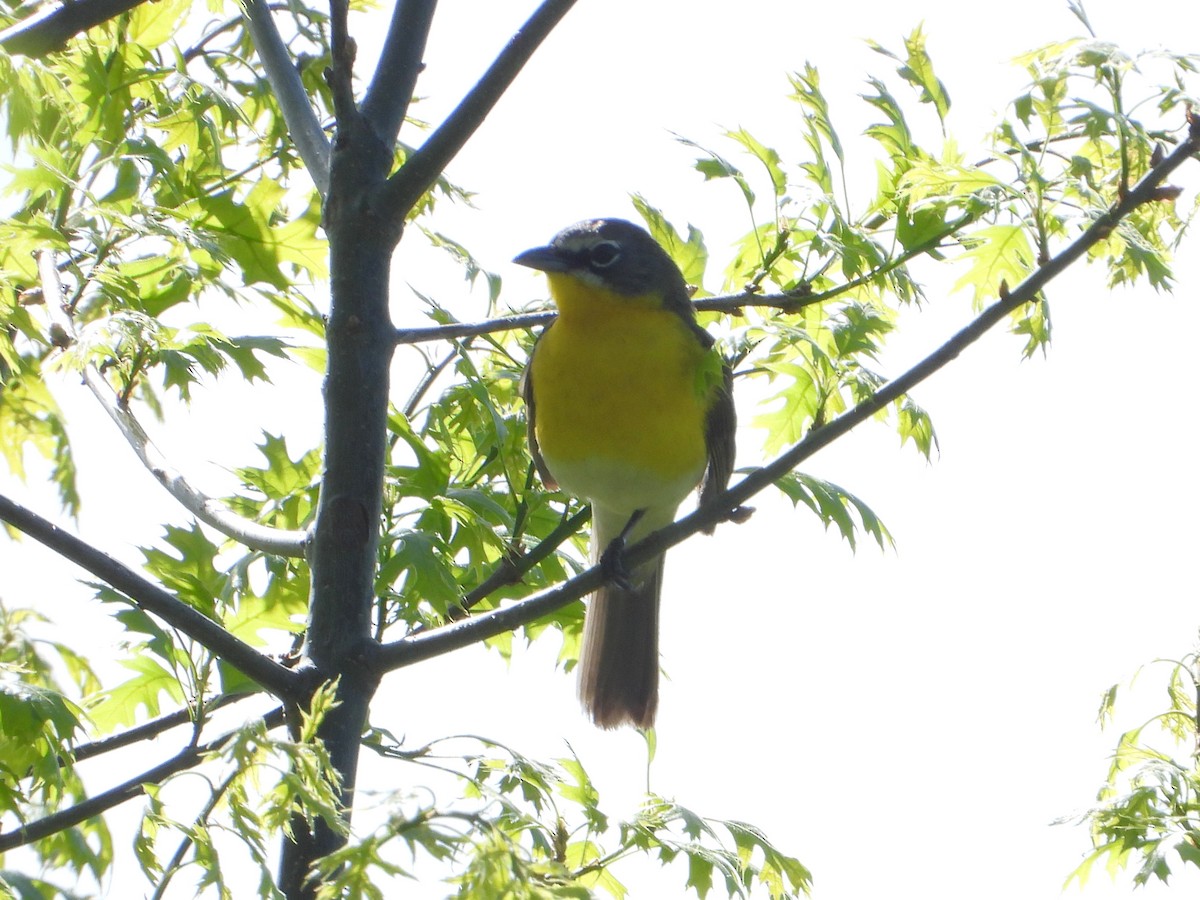 Yellow-breasted Chat - ML618536442