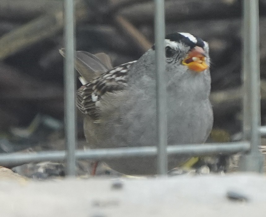 White-crowned Sparrow - Jim/Cathy Aichele/Nichols