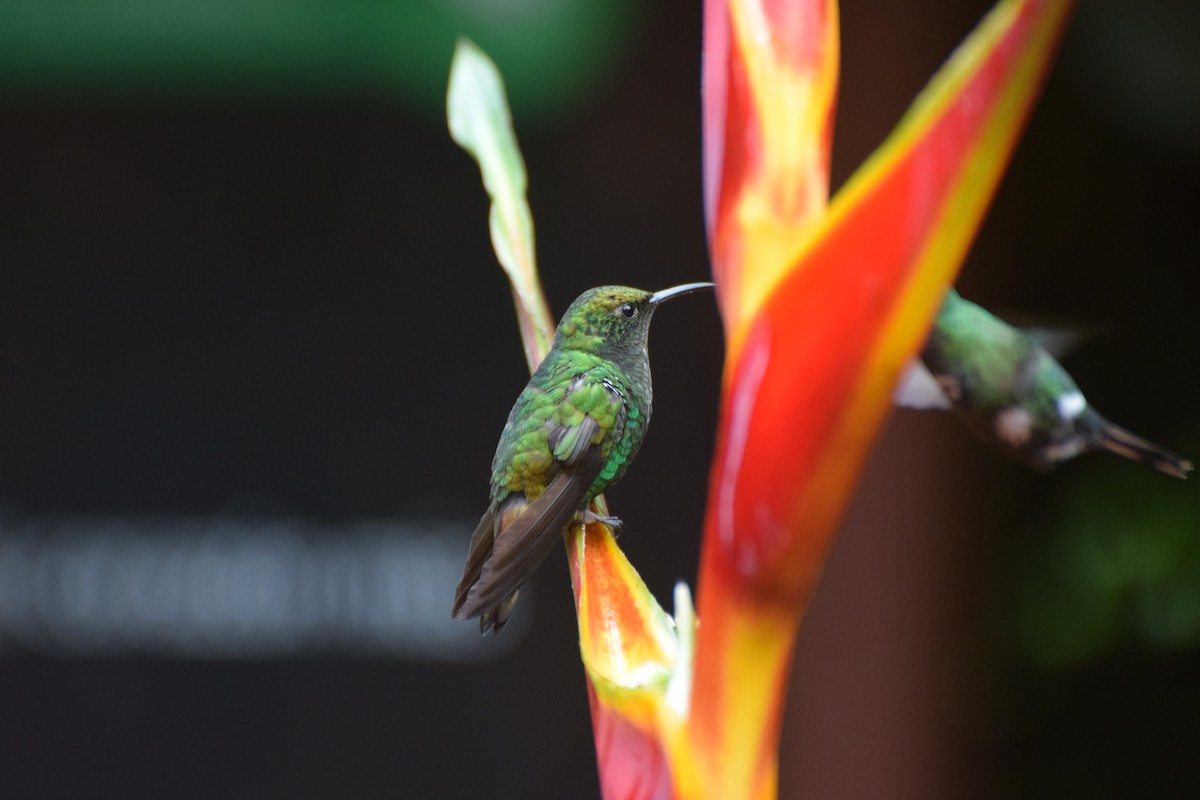 kolibřík měděnohlavý - ML618536449