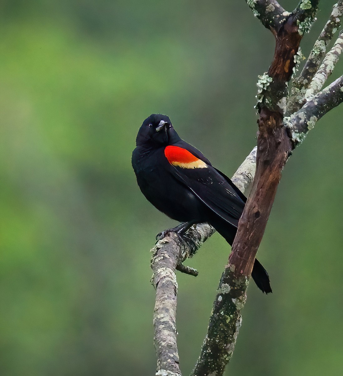 Red-winged Blackbird - Ron Grimes