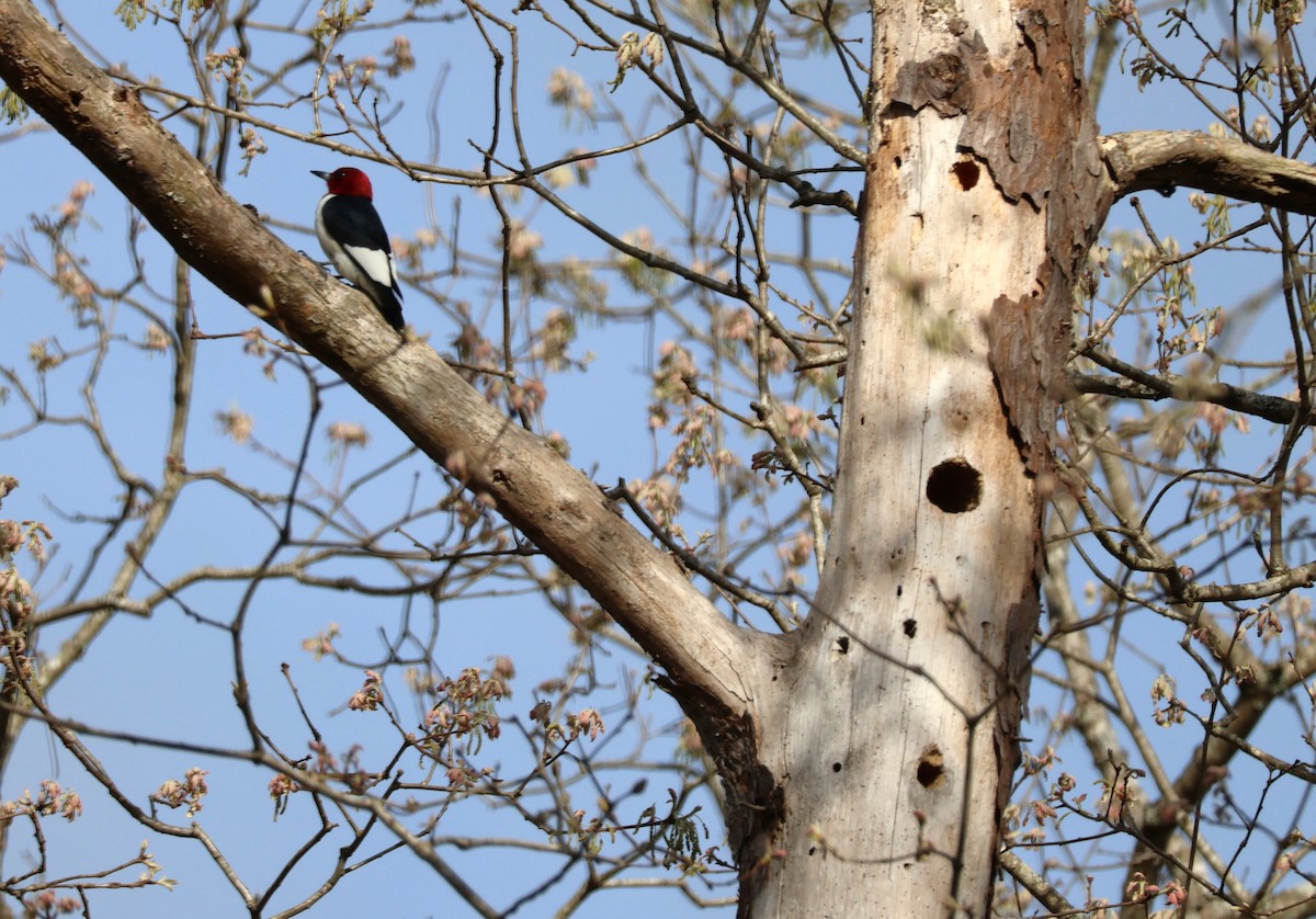 Red-headed Woodpecker - ML618536471