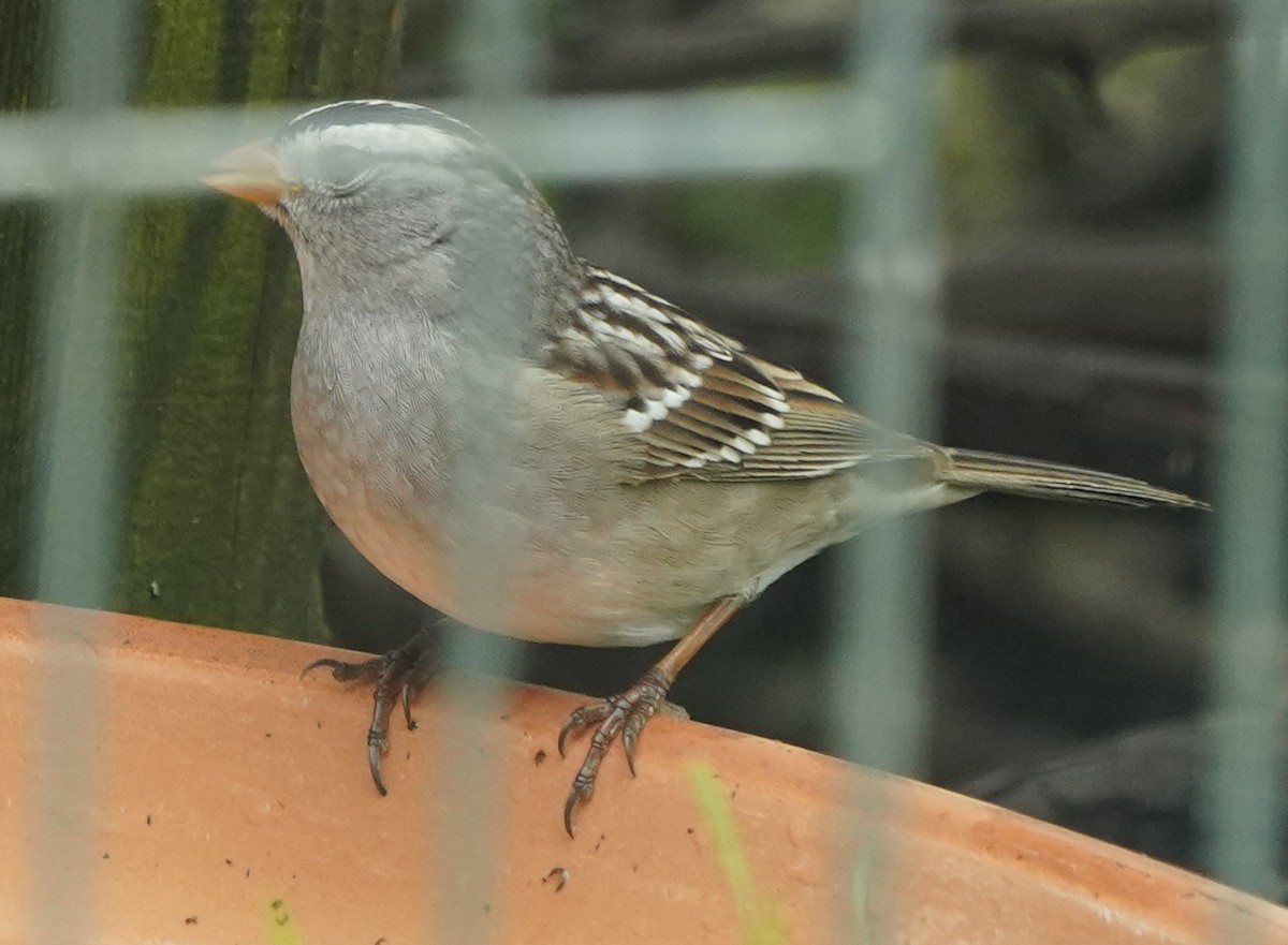 White-crowned Sparrow - Jim/Cathy Aichele/Nichols