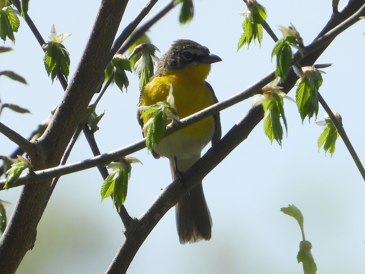 Yellow-breasted Chat - ML618536525