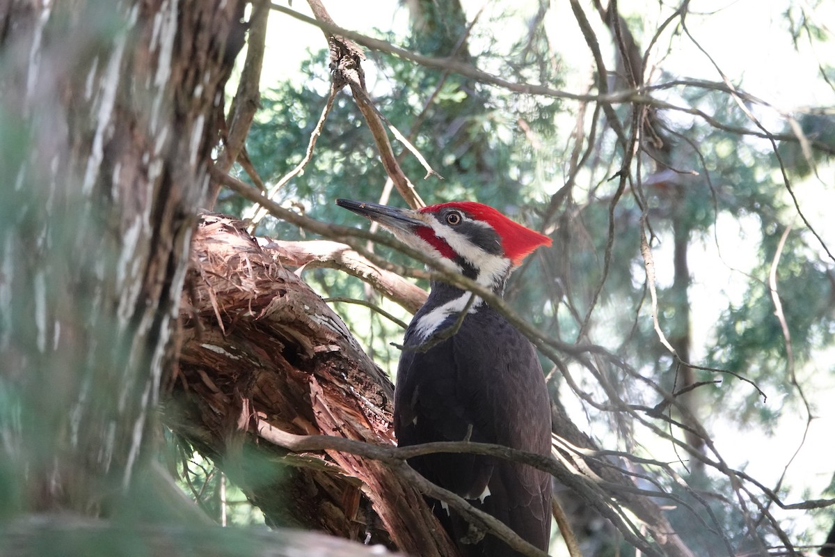 Pileated Woodpecker - Tim Mortlock