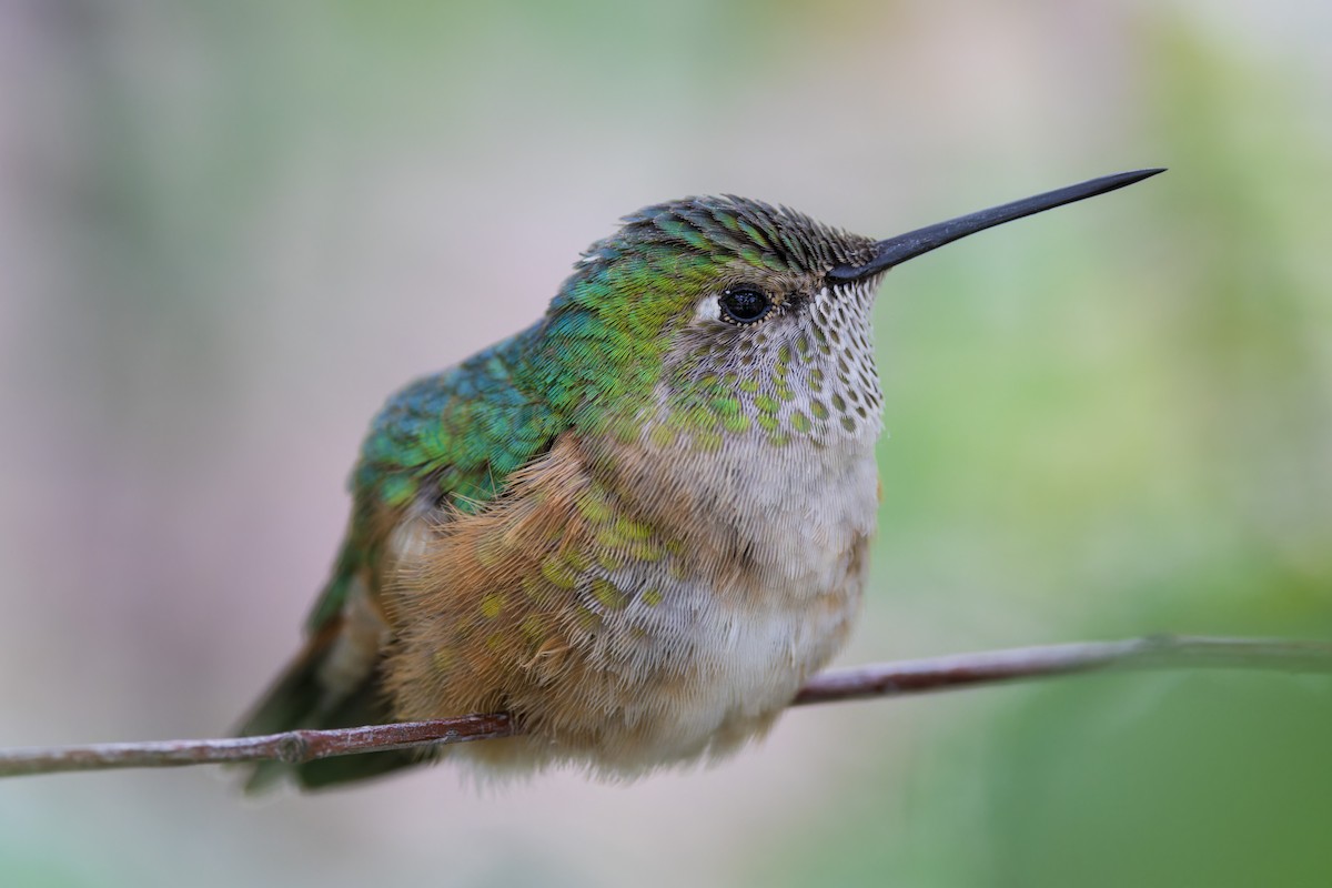 Broad-tailed Hummingbird - ML618536581