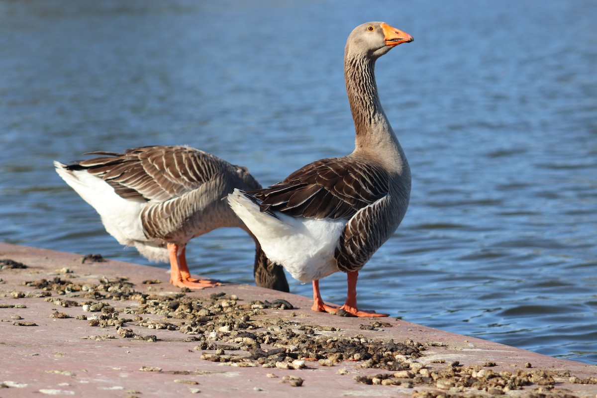 Graylag Goose (Domestic type) - ML618536619