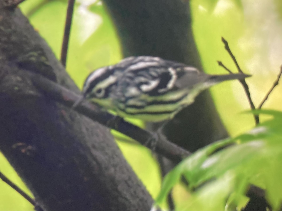 Black-and-white Warbler - ML618536623