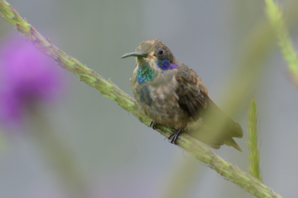 kolibřík fialovouchý - ML618536673