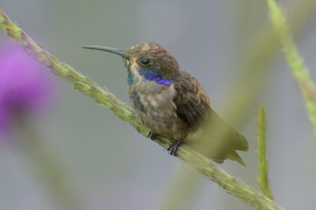 kolibřík fialovouchý - ML618536674