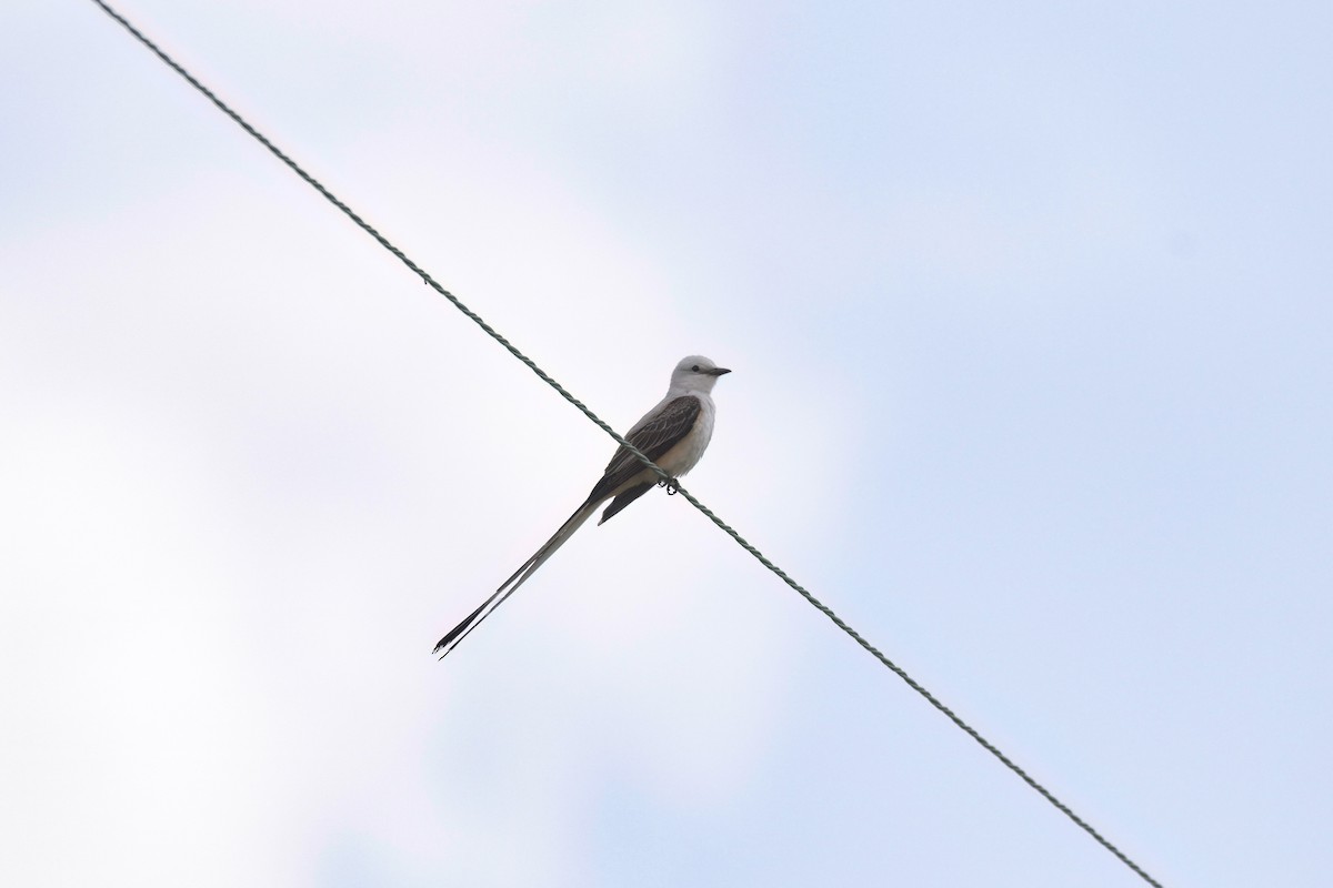 Scissor-tailed Flycatcher - ML618536687