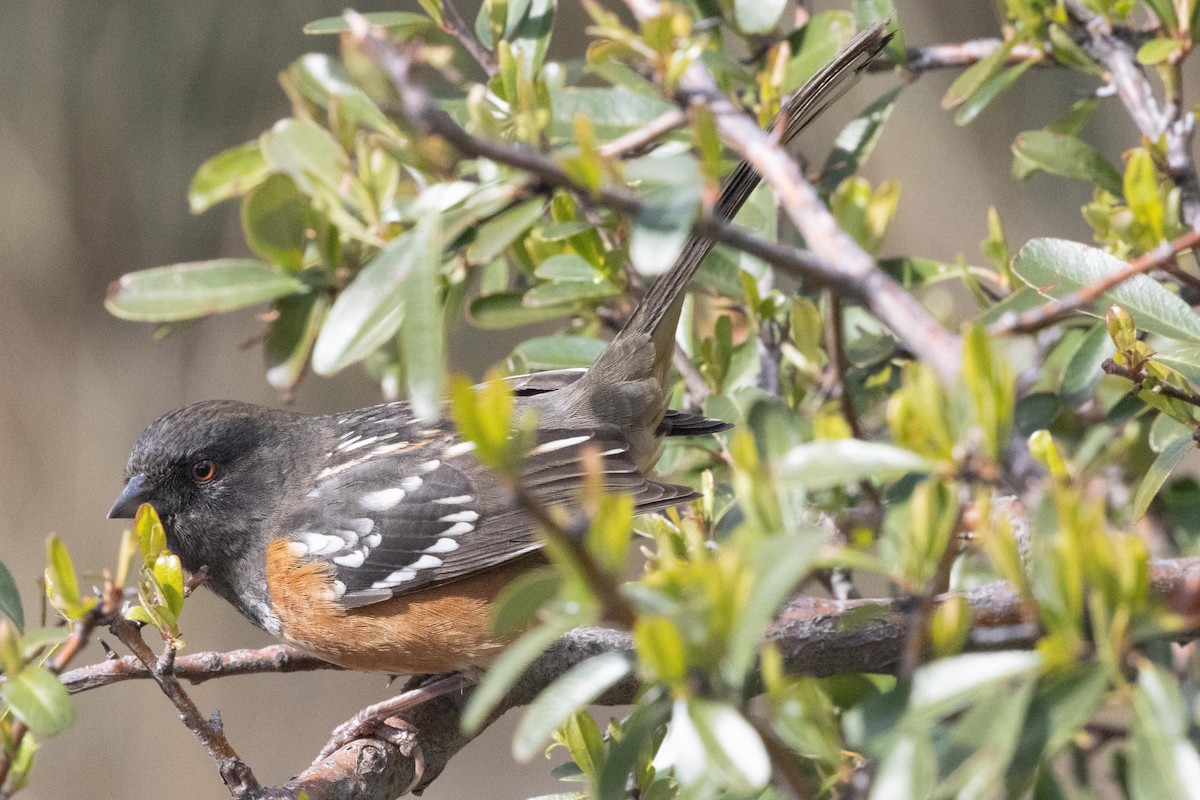 Spotted Towhee - ML618536790