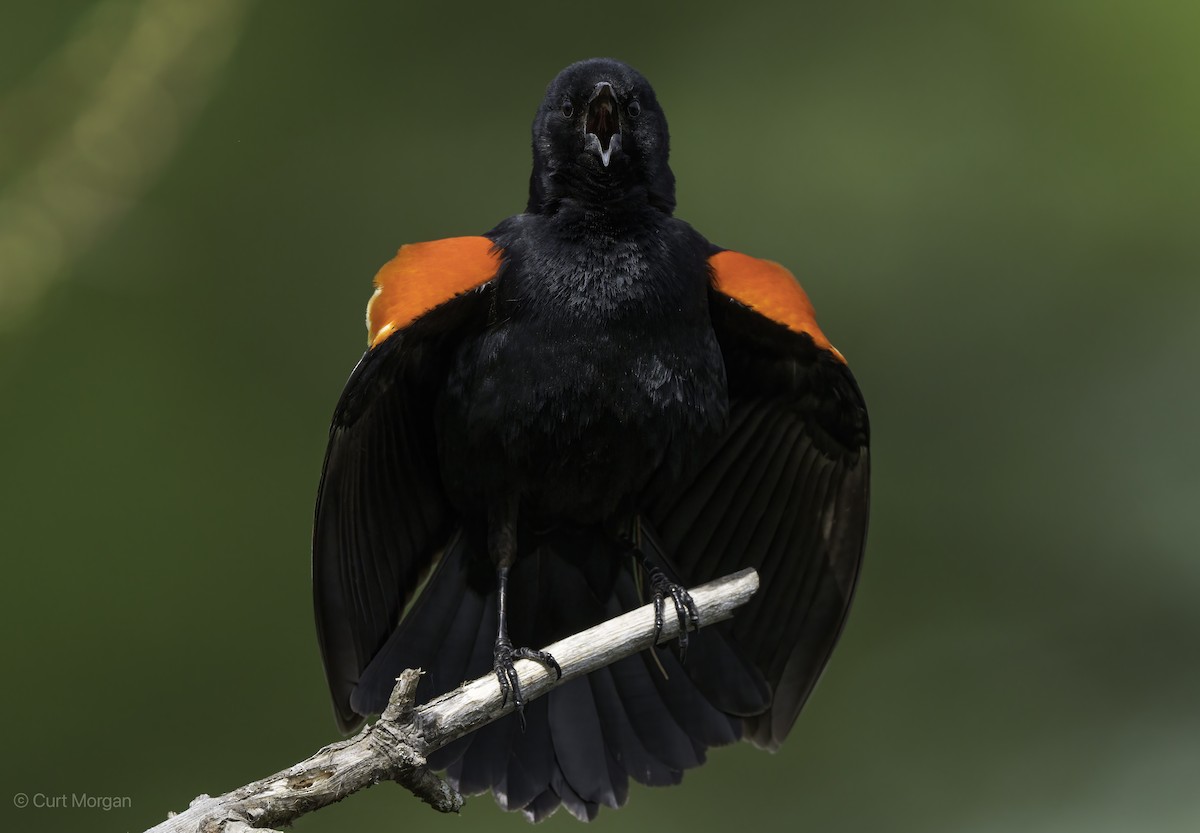 Red-winged Blackbird - ML618536795