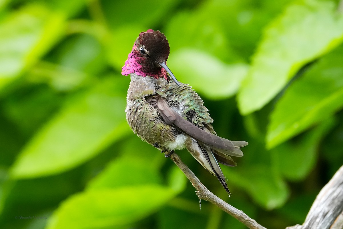 Anna's Hummingbird - ML618536804