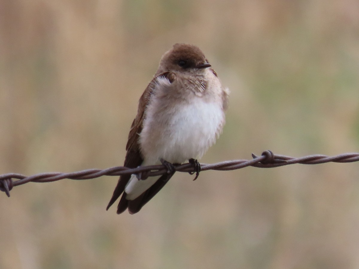 Northern Rough-winged Swallow - ML618536829