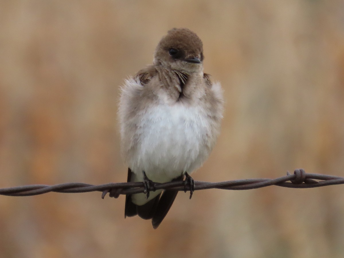 Northern Rough-winged Swallow - ML618536830