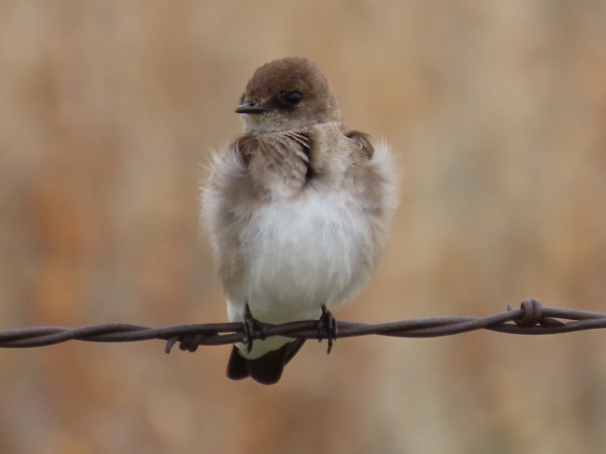 Northern Rough-winged Swallow - ML618536831
