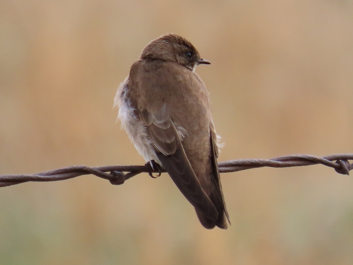 Northern Rough-winged Swallow - ML618536832