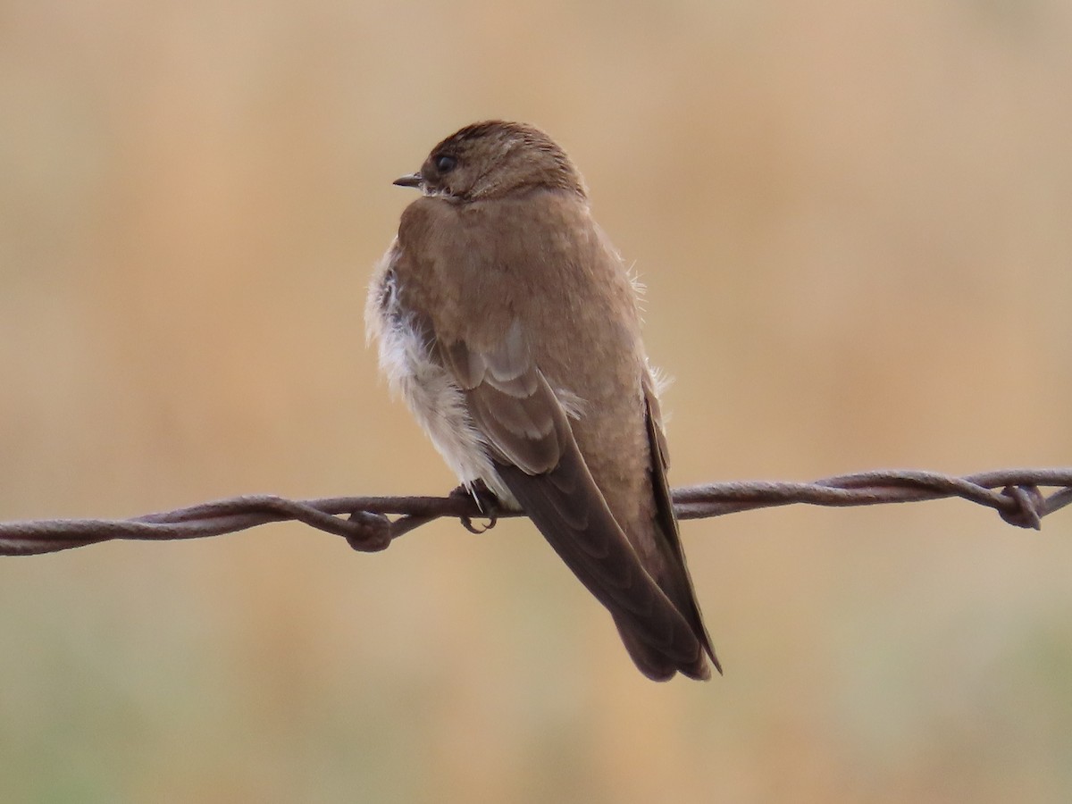 Northern Rough-winged Swallow - Kara L