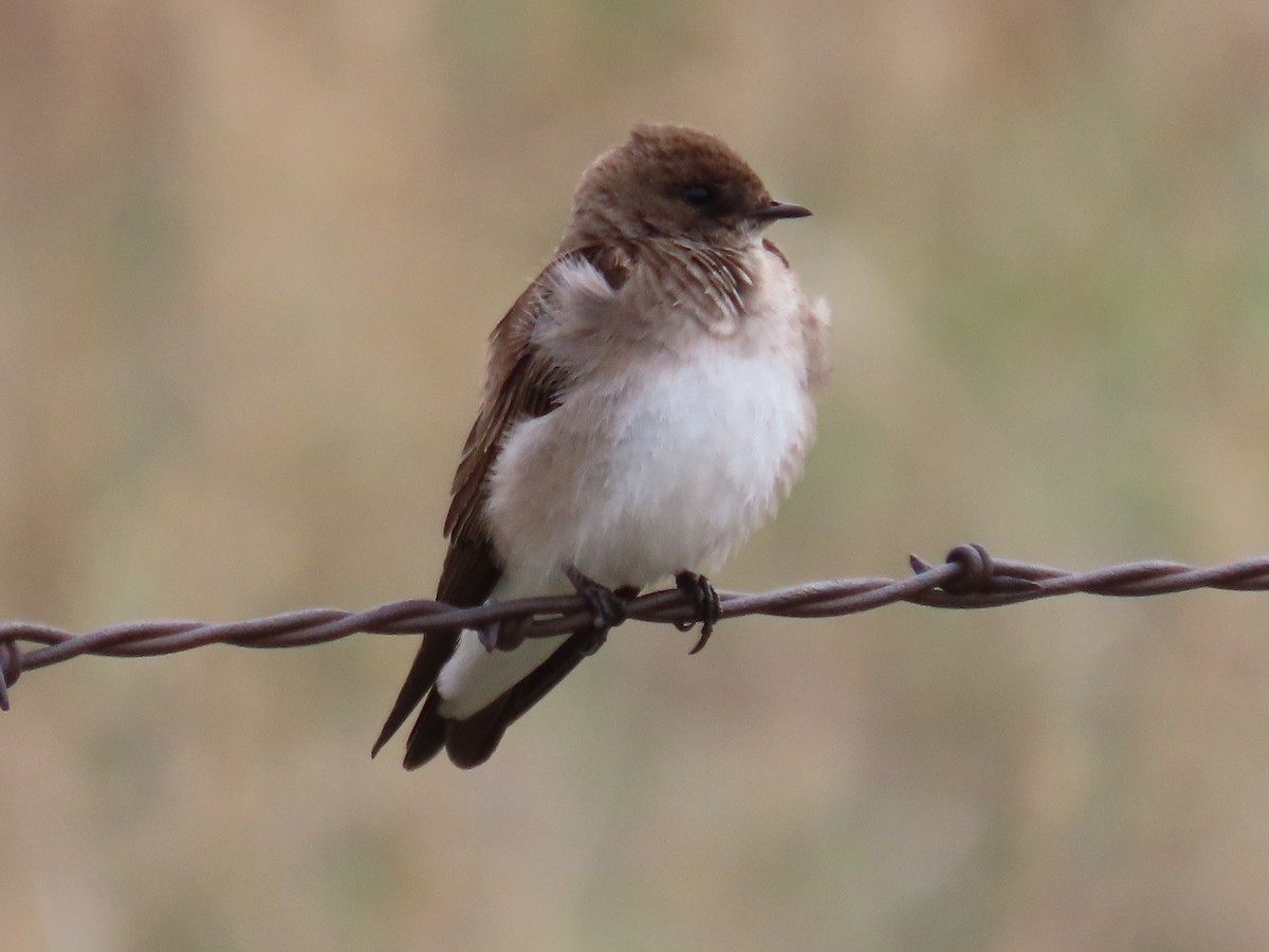 Northern Rough-winged Swallow - Kara L