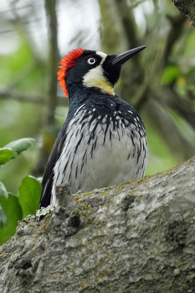 Acorn Woodpecker - ML618536840