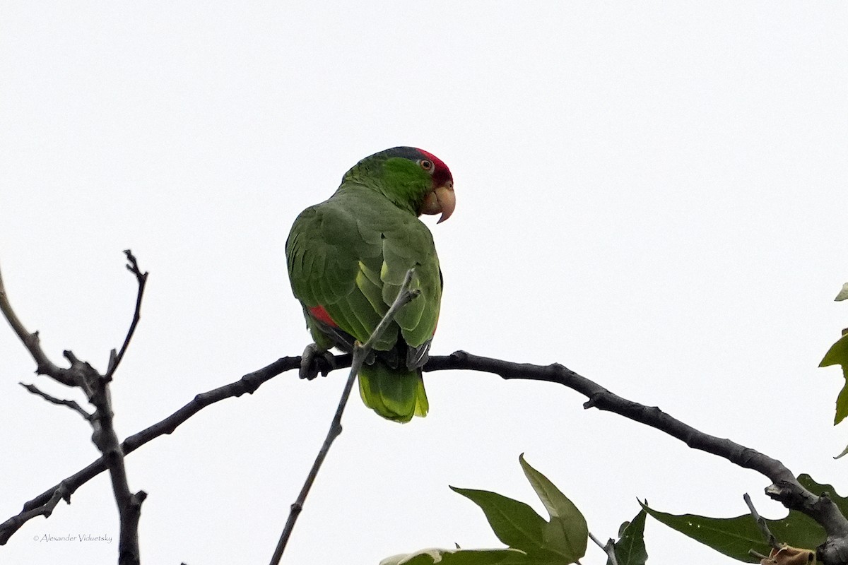 Red-crowned Parrot - ML618536848