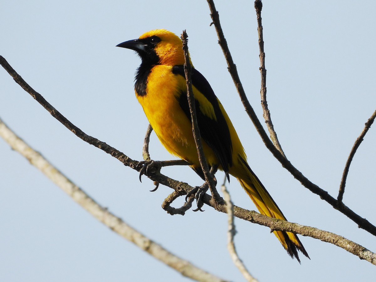 Yellow-tailed Oriole - ML618536875