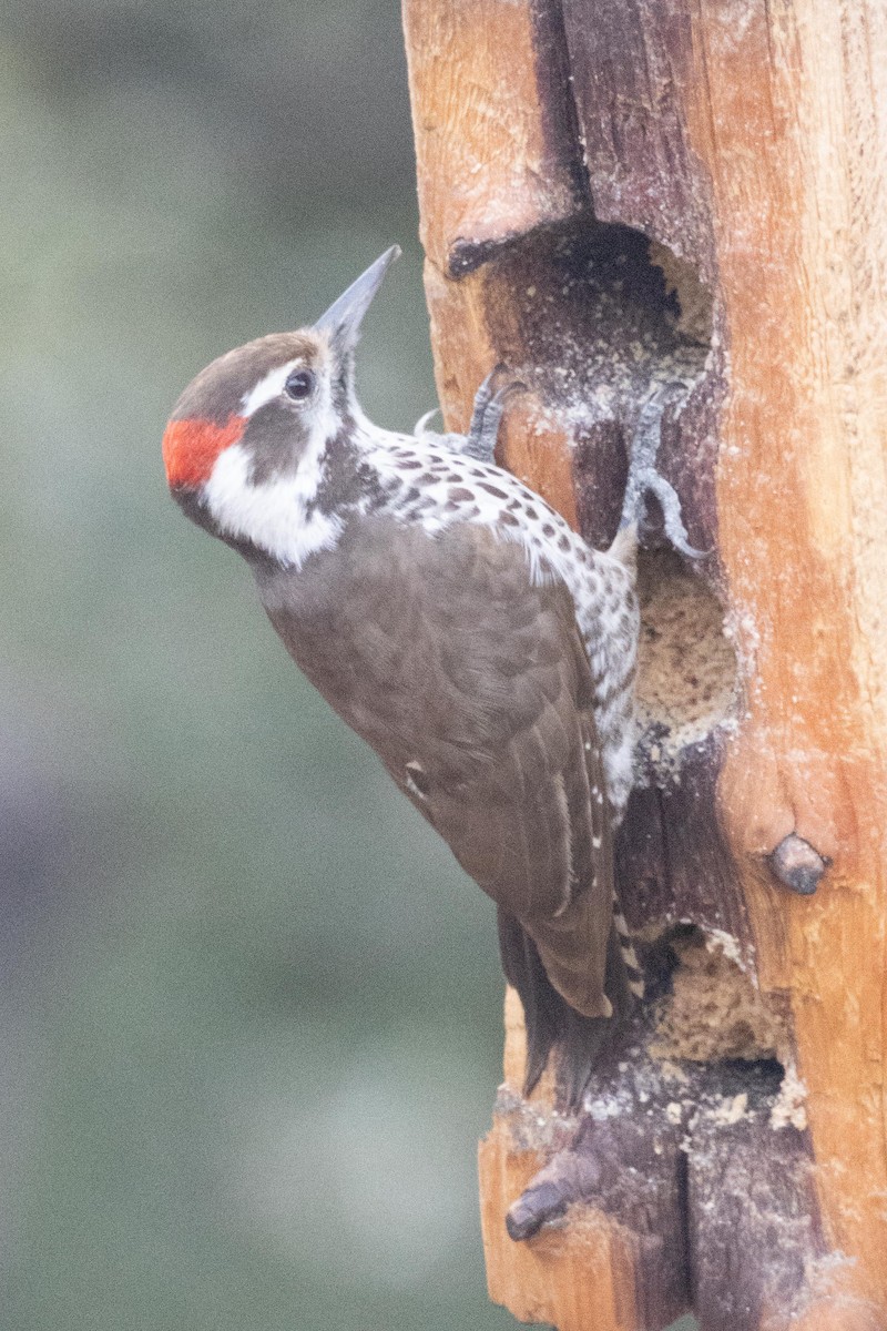 Arizona Woodpecker - ML618536882