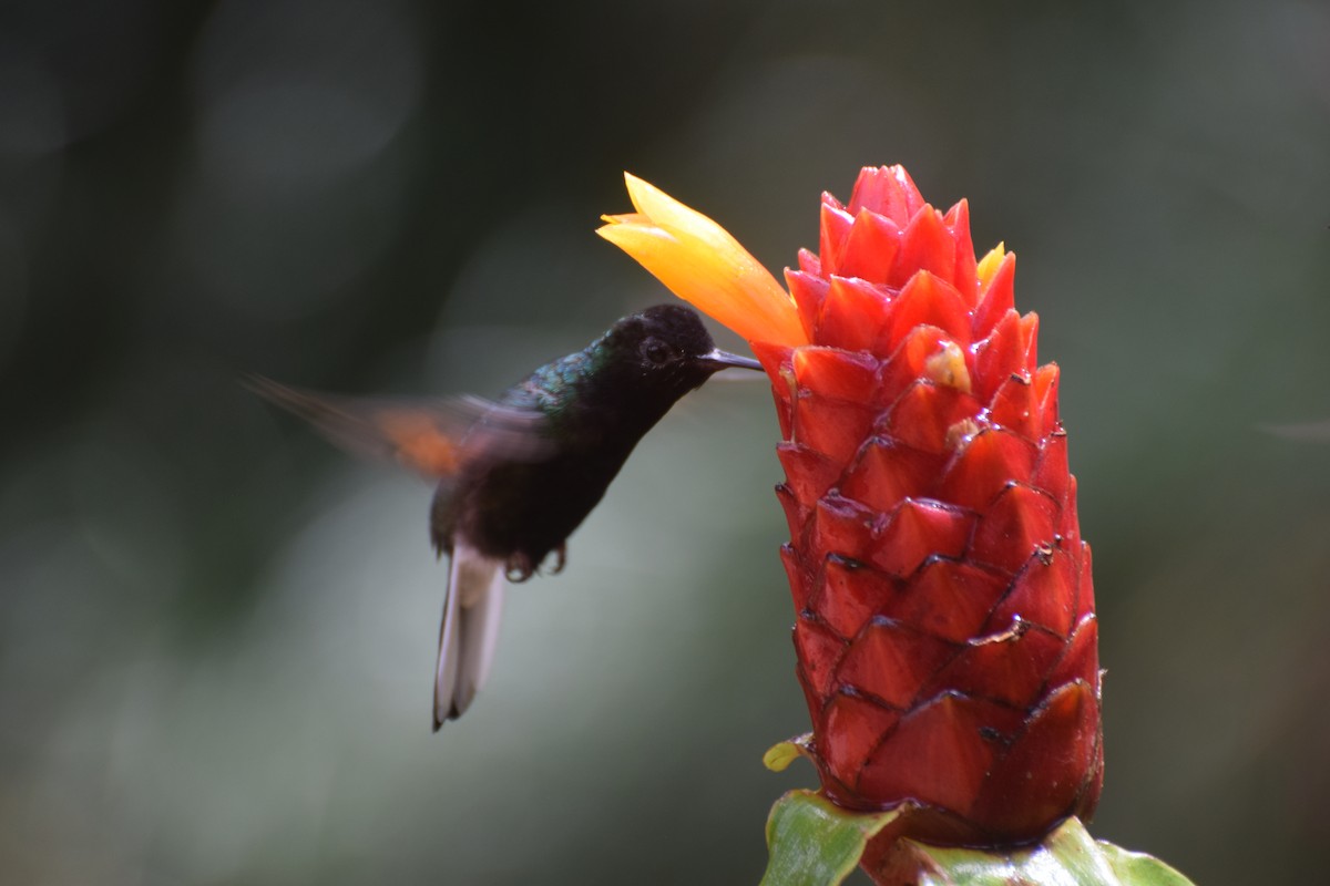 Black-bellied Hummingbird - ML618536891