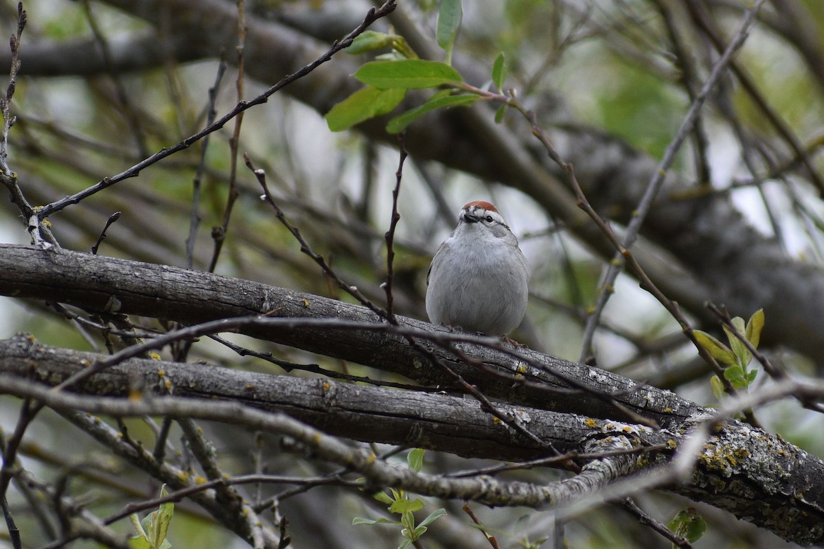 Chipping Sparrow - ML618536915