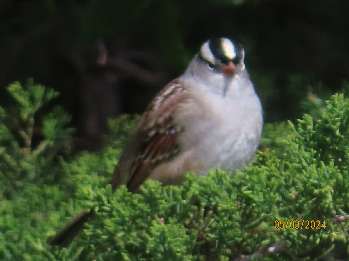 White-crowned Sparrow - Joyce Votipka