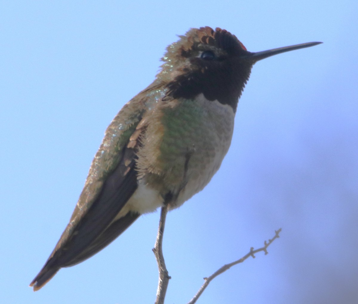 Anna's Hummingbird - ML618536943