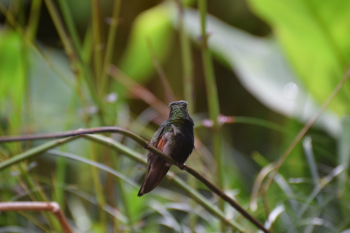 Black-bellied Hummingbird - ML618536986
