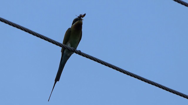 Blue-tailed Bee-eater - ML618537017