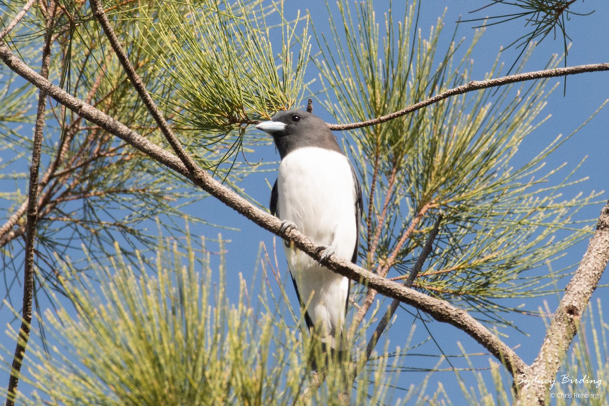 White-breasted Woodswallow - ML618537019